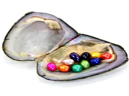 Ganze Liebe Wunsch Süßwasser -Auster mit Signle Twins Tripletts Vierfach Quintile Perlen im natürlichen Oval 78 mm 25 Color 27095176