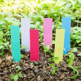 Decorazioni da giardino Etichetta da giardinaggio in plastica Semina di fiori Piccola segnaletica Pianta verde Succulente Carta in vaso Tinta unita Alta durevolezza