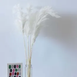 白い色の結婚式の使用フラワーバンチ本物の乾燥パンパスグラスグラスブーケ天然植物の家の装飾