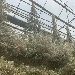 Dekoratif çiçekler düğün oturma odası dükkanı dekorasyon ve çekim sahne ebedi kurutulmuş hediyeler doğal gypsophila fabrika doğrudan satış