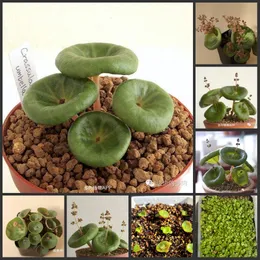 50pcs "crassula umbella" cactus plantas suculentas semilas semilas de decora￧￣o de jardim sela￧￵es selecionadas - guijialong
