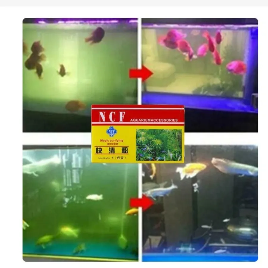 Where to Find the Best Place to Buy Fish for Aquarium Online