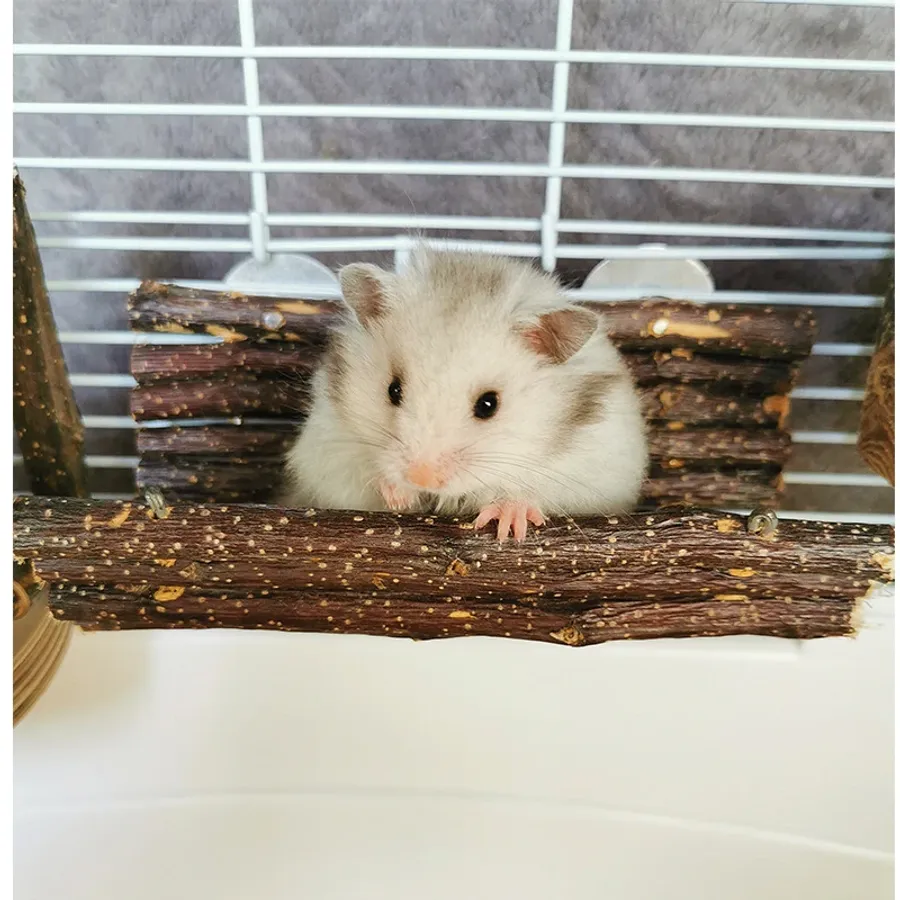 Affordable and Safe Options for the Best Hamster Treats Smart