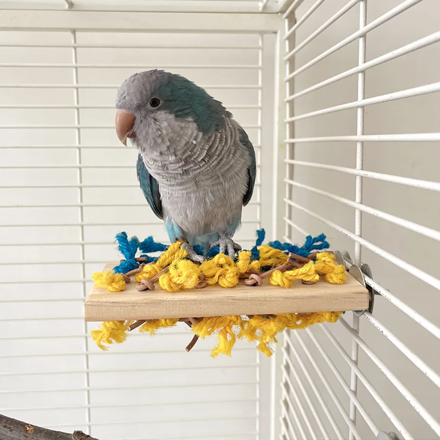 Guide to the Best Pet Birds to Own for Friendly, Long-Lived