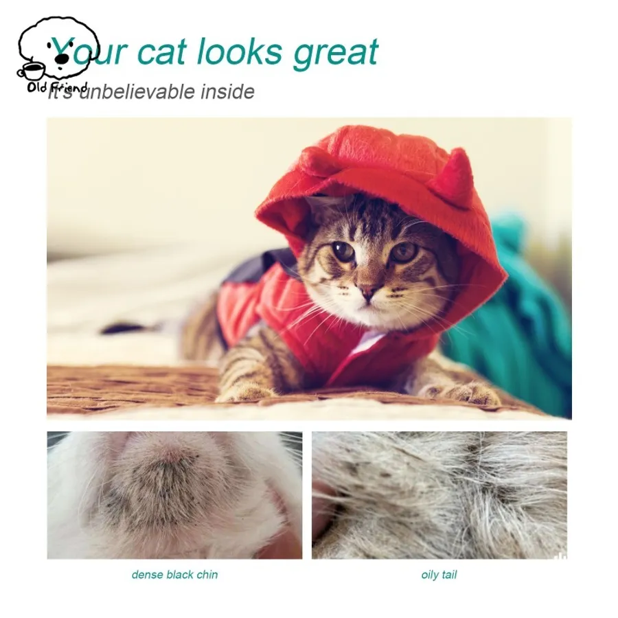 Where to Find the Best Place to Buy Pet Meds Online