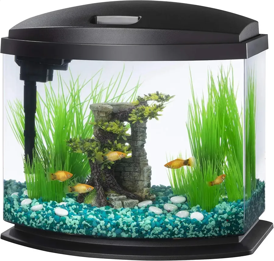 Affordable and Reliable Options for Best Gallon Aquarium Fish