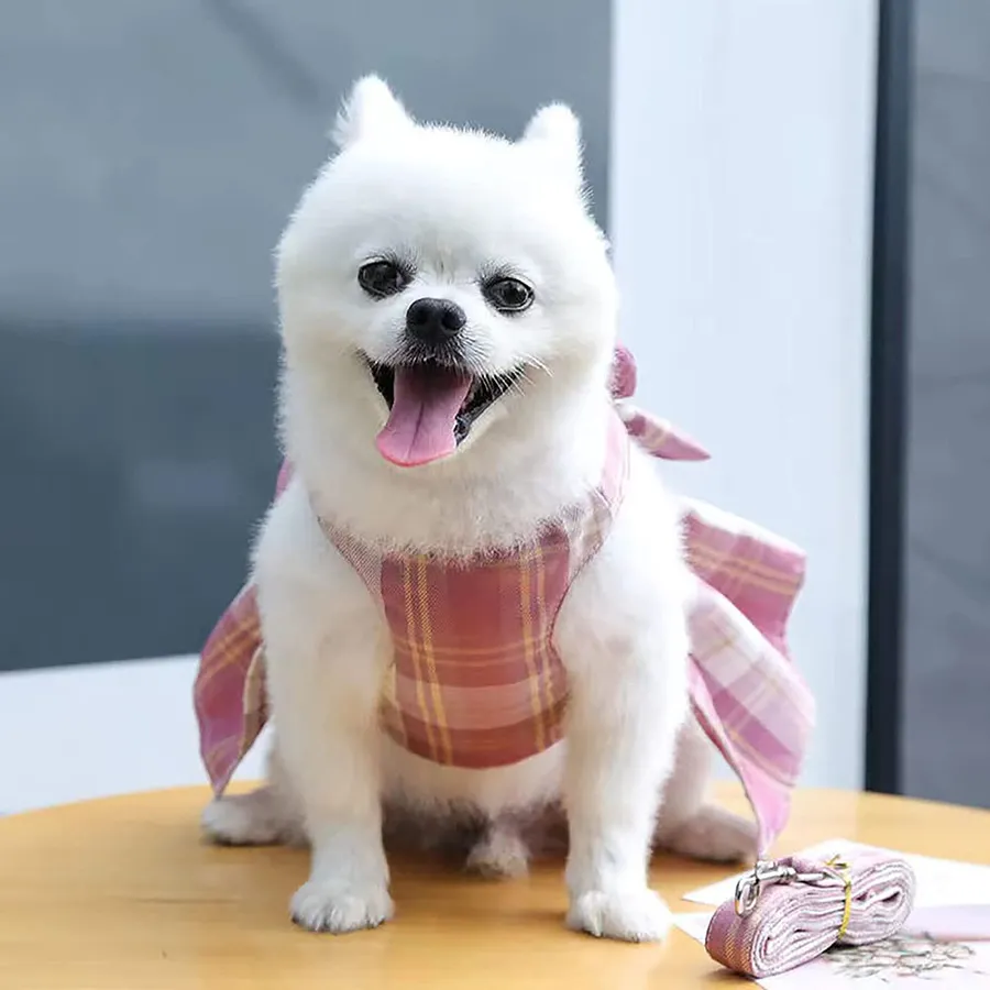 top 10 cutest dogs to brighten your day and heart