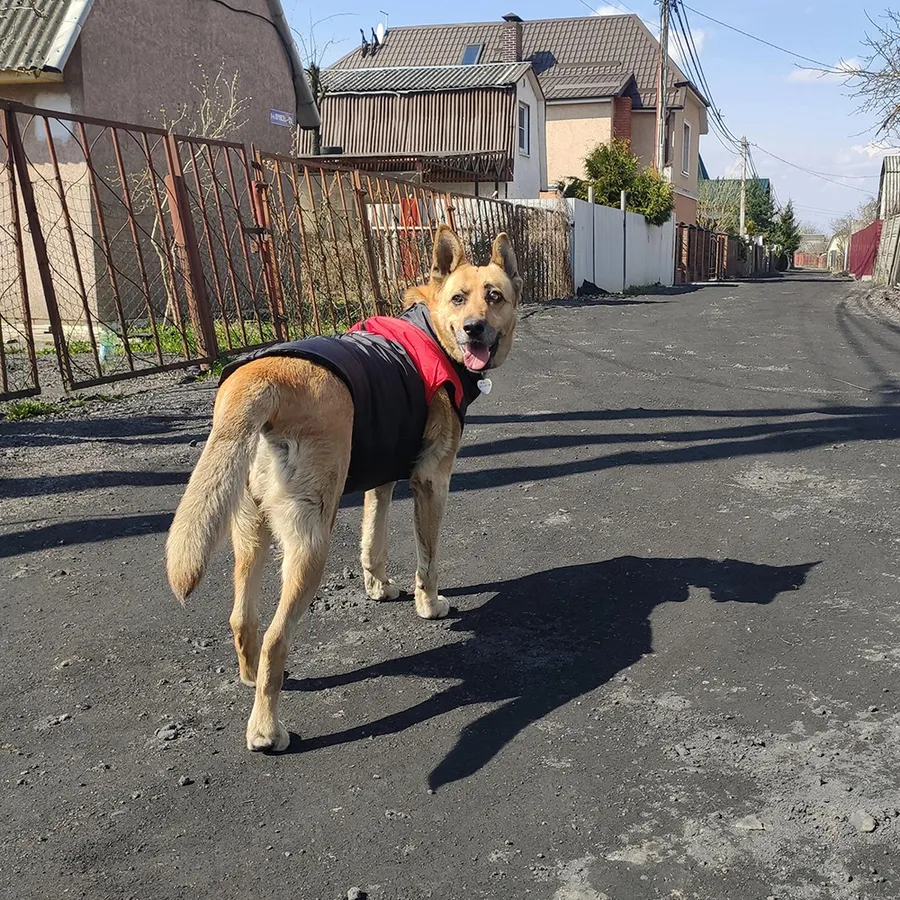 Family-Friendly Dog Breeds: Top 10 Choices Perfect for Your Home