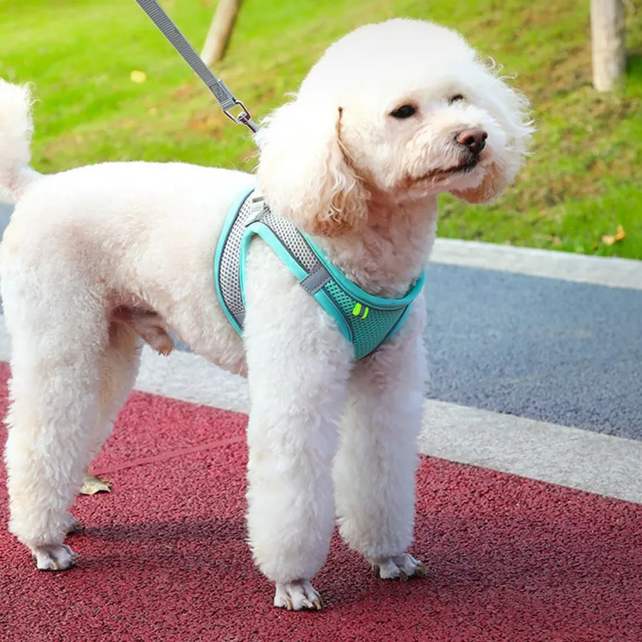 Best Dog Harness for Goldendoodle: Comfortable, Adjustable Safe