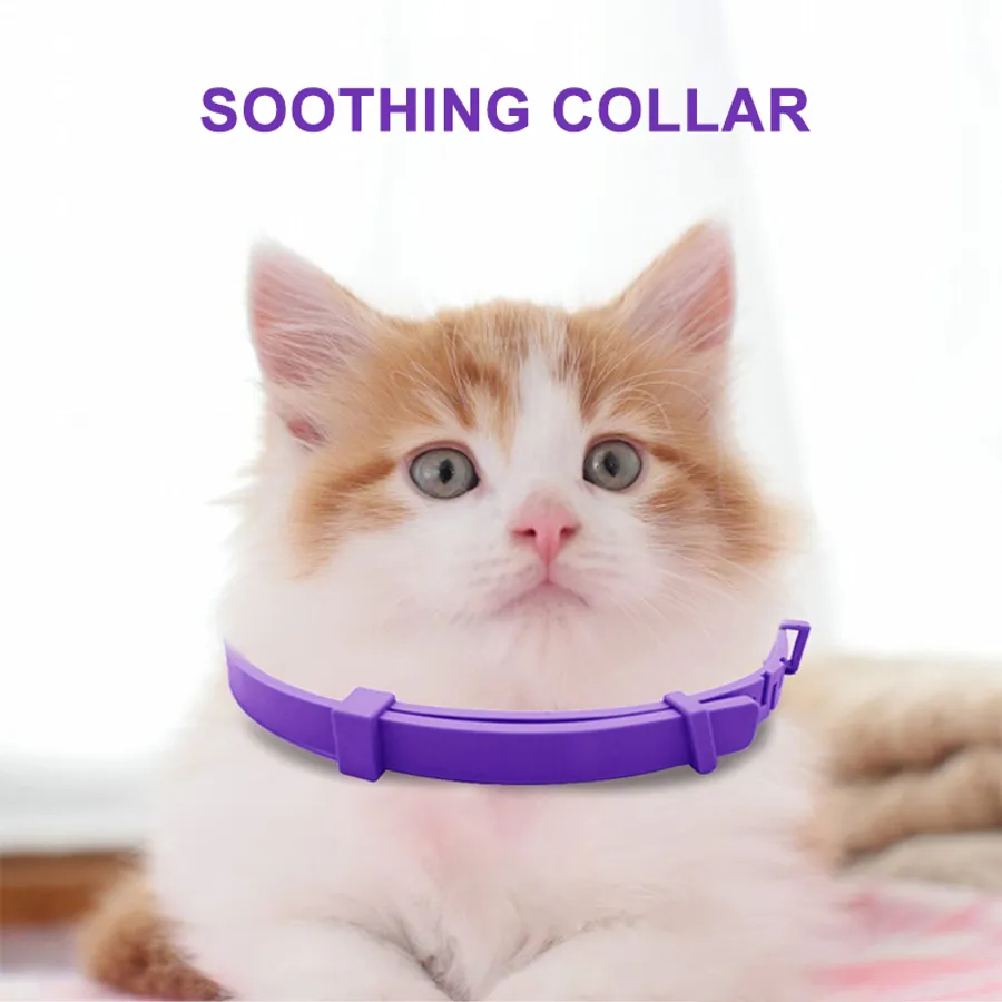 Gentle Techniques to Calm Your Cat Before a Bath for a Stress-Free ...