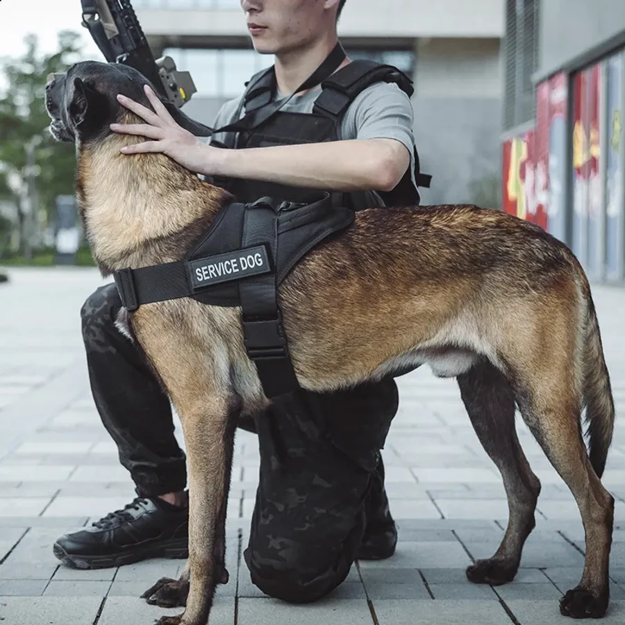 Discover best backpacking dog breeds for active outdoor adventures