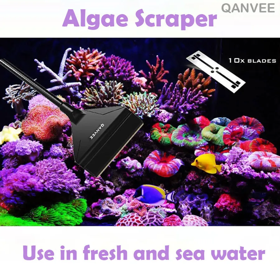 Effective Methods For The Best Way To Clean Algae From Photo Inspiration