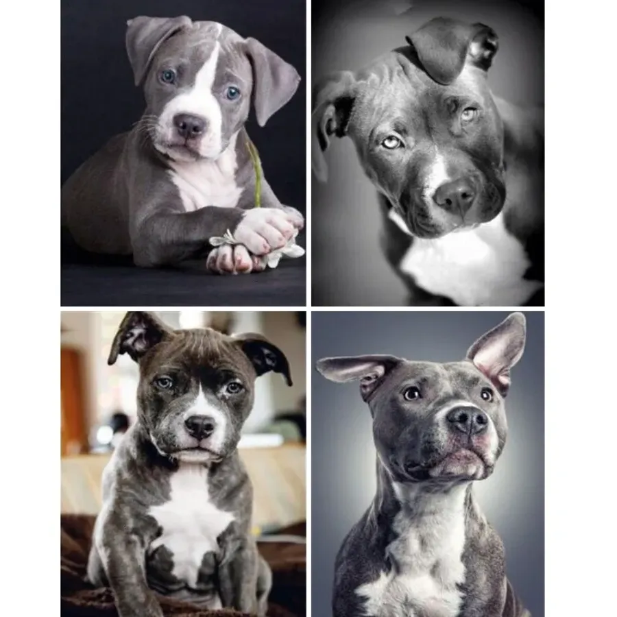 Amstaff vs Pitbull: If they look the same, why the different names