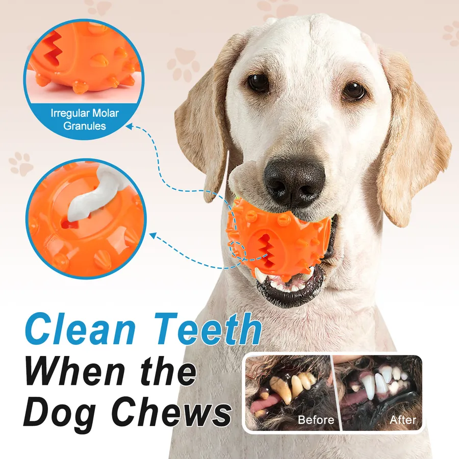 Affordable and Effective Choices for the Best Thing to Clean Dogs