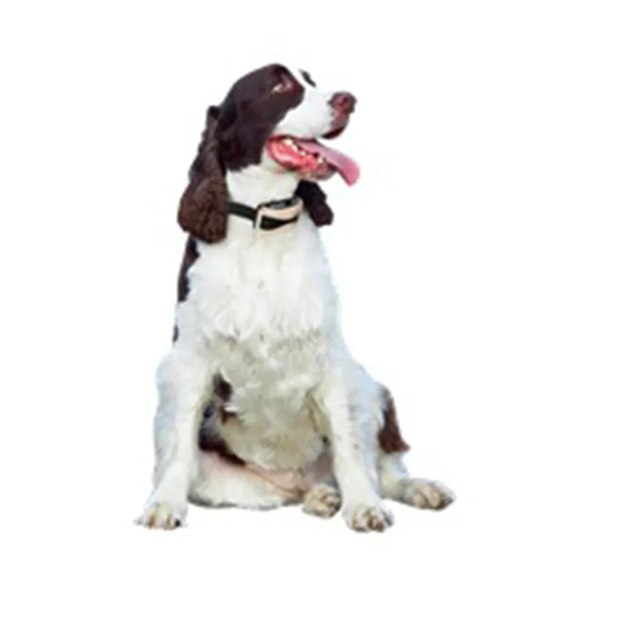 Effective Puppy Training Techniques for Lasting Behavior and