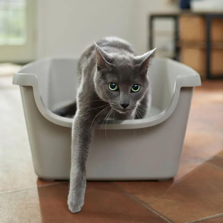 High-Sided Litter Boxes for Cats That Pee High: Spacious Splash