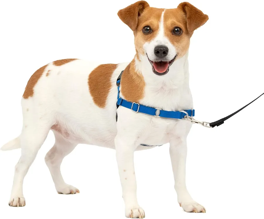 Durable and Comfortable Options for the Best Harness for a Great