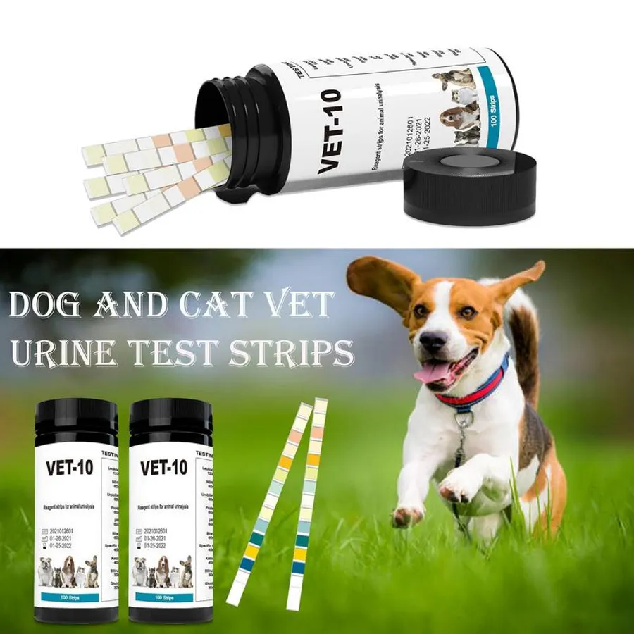 Affordable and Accurate Choices for the Best Dog DNA Breed Test