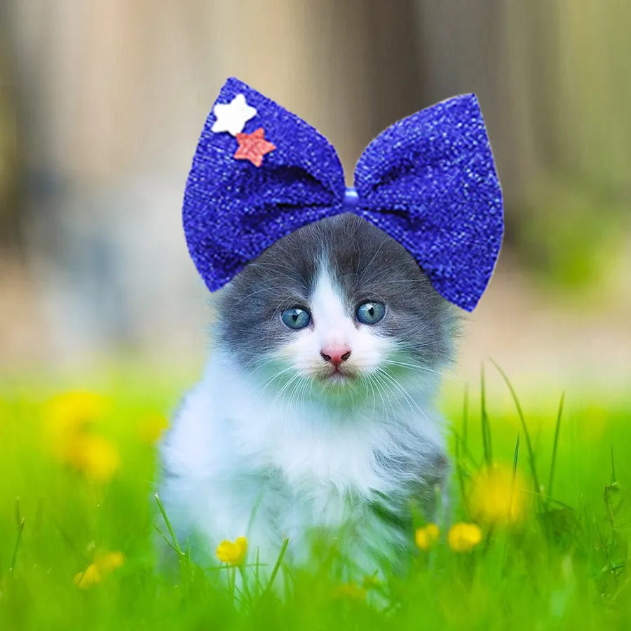 How to Make Cat Toys Wikihow: Easy DIY Ideas for Happy Cats