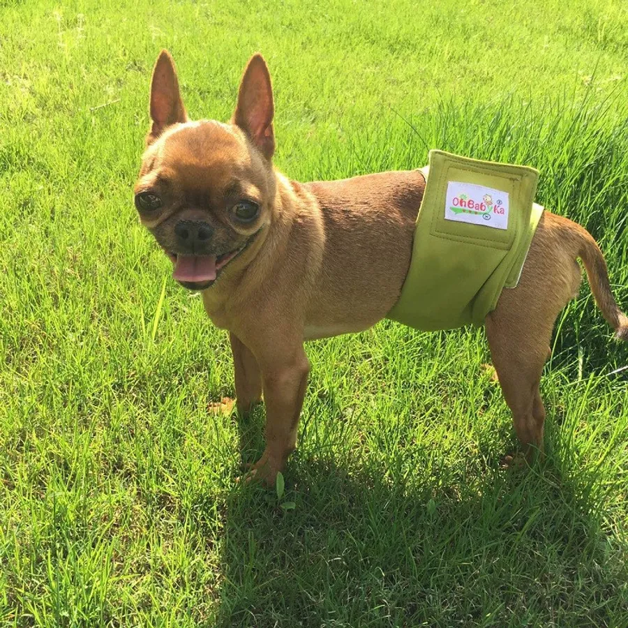 the worlds best dog: versatile gear for happy pups and owners