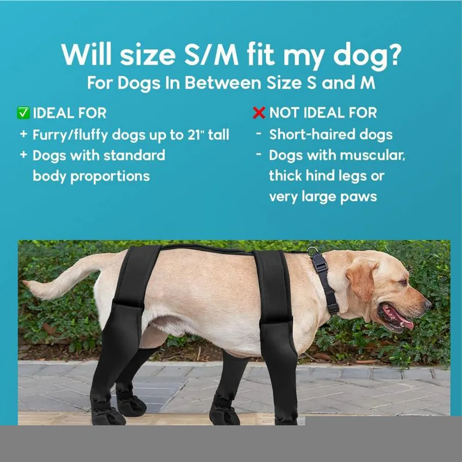Best Paws Forward Dog Training Academy: Ultimate Guide to Success