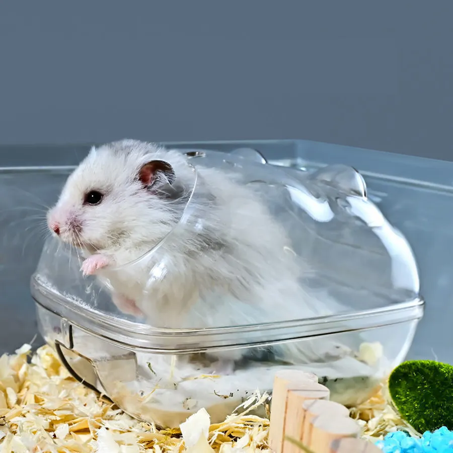 Reliable Guide to Choosing the Best Beginner Hamster for Your Home