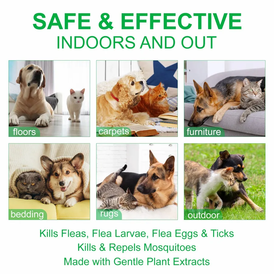 Effective Options for the Best Treatment for Mites on Dogs Smart