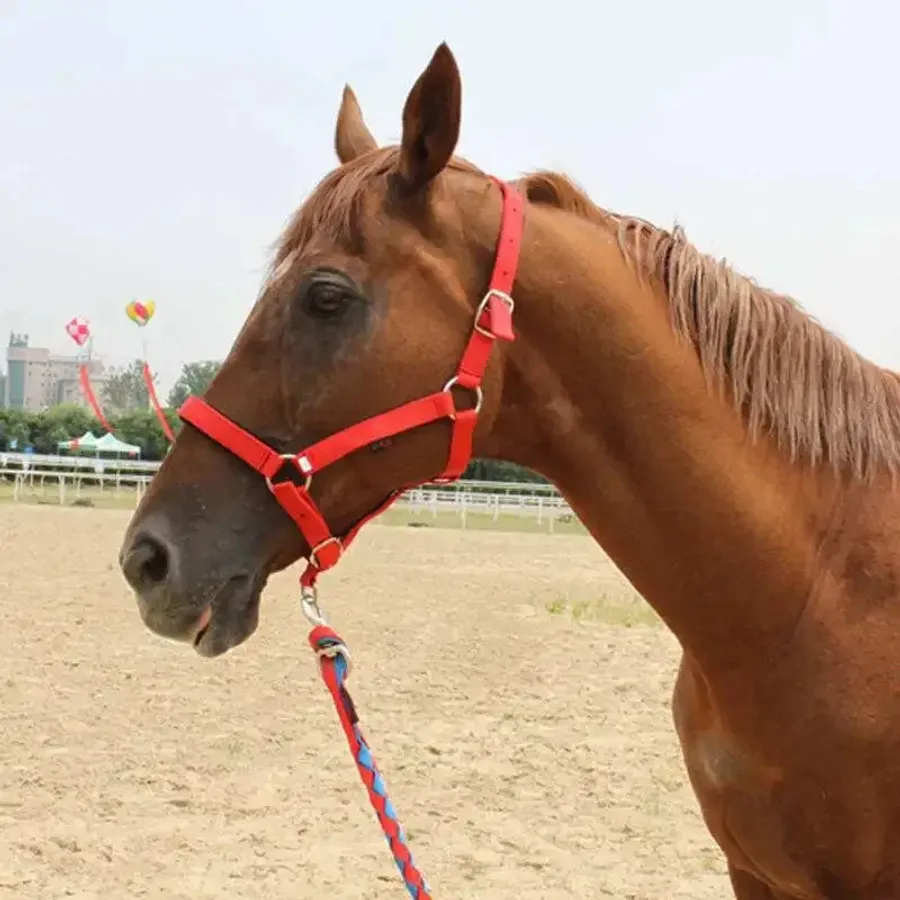 Mastering the Basics: A Complete Guide to Haltering Your Horse Safely ...