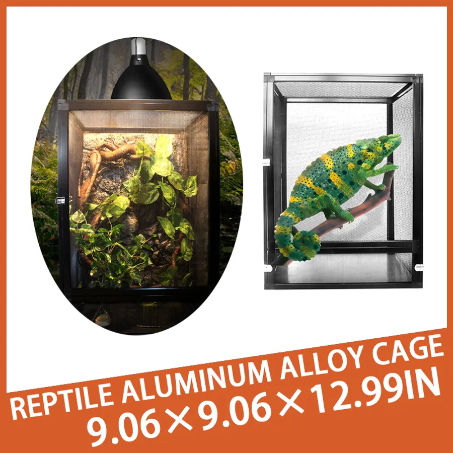 Guide to Choosing the Best Chameleon for Beginners