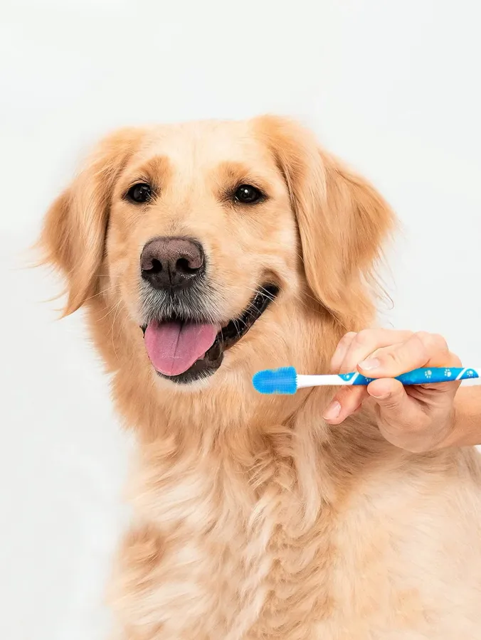 Affordable and Effective Choices for the Best Thing to Clean Dogs