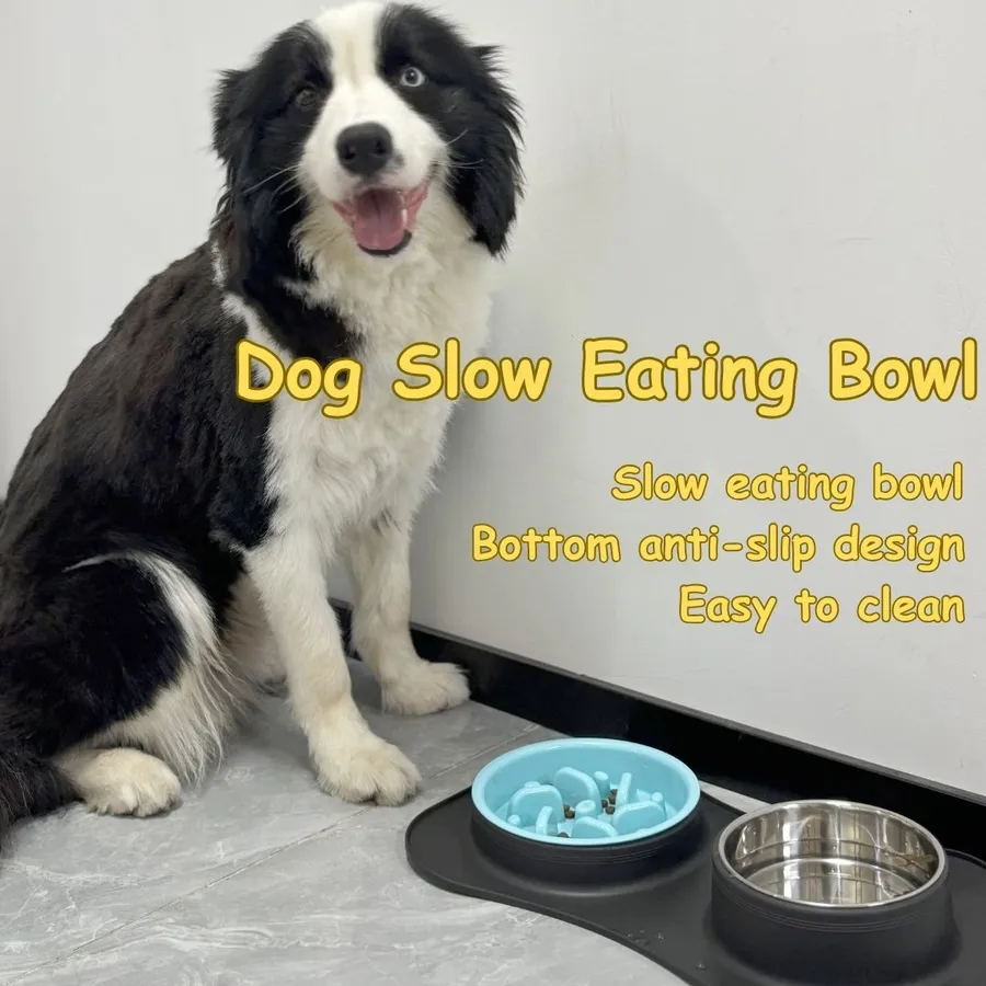 Best Dog Bowls for Cavalier King Charles Spaniels: Top Picks & Reviews