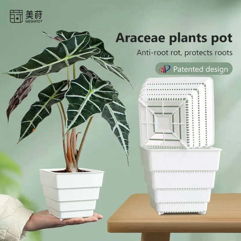 snake plant air purifier Snake Plant | Low-Maintenance Indoor Air Purifier