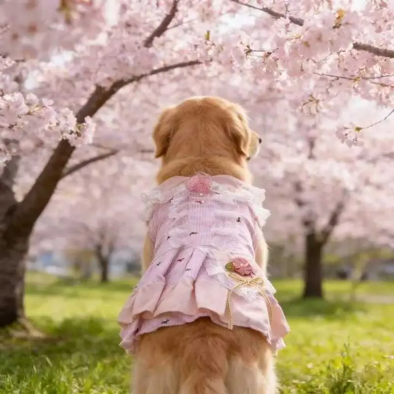 golden retriever dress Summer Dog Clothes Poodle... From Haven1, Rs.679.38 golden retriever fancy dress