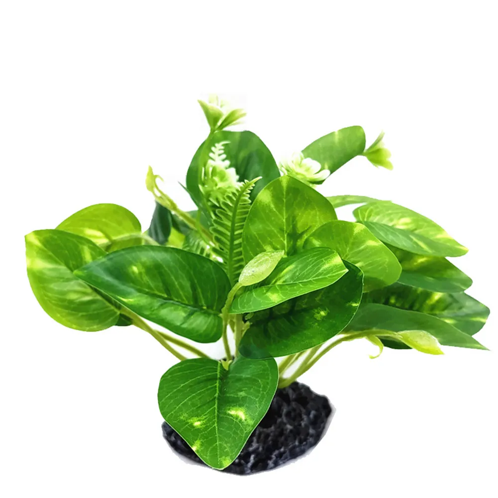 prayer plant pink Calathea Rosy Pink Prayer Plant Nursery 6"