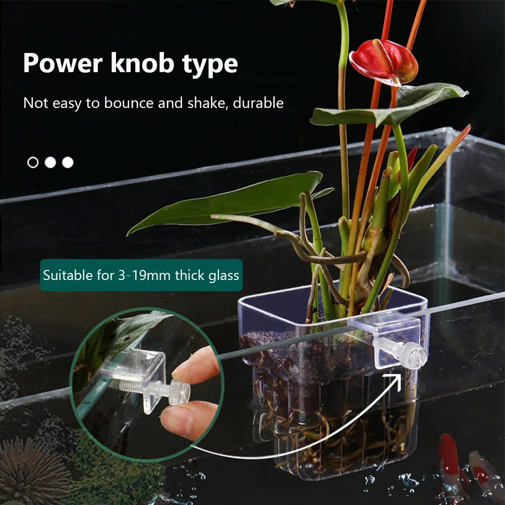 cavendish plant Musa 'Dwarf Cavendish' main image 1