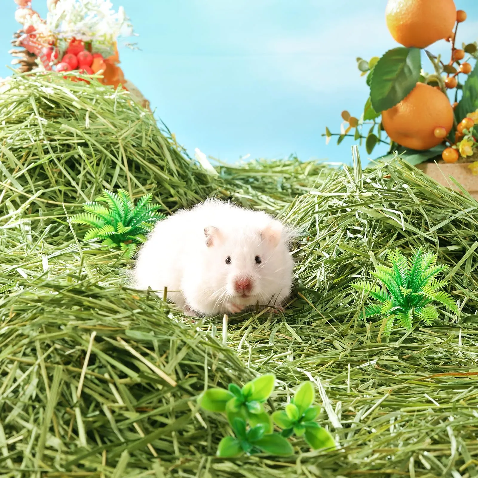 Cool Green Hamster Bedding Best Nesting Material For Hamsters