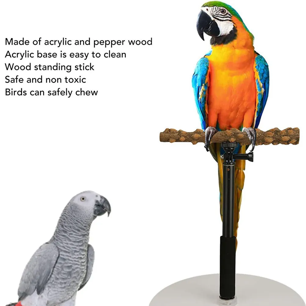 Parrot training stand 2025