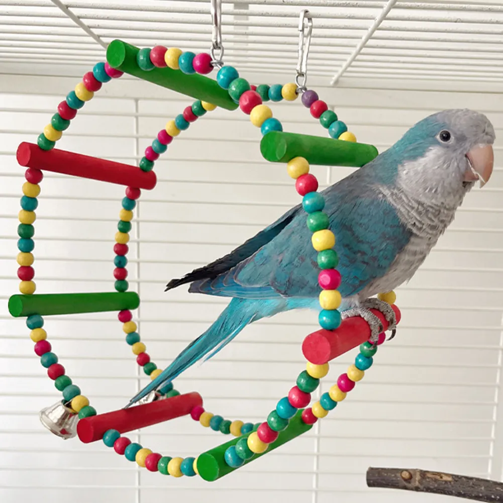 budgie parrot swing tricks