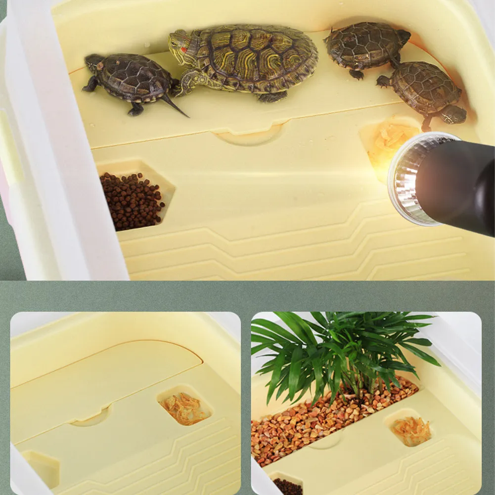 Star Turtle Tank Setup
