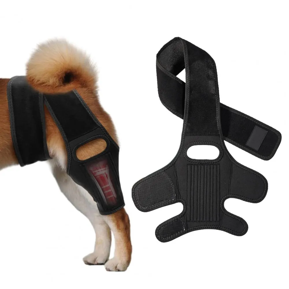 Teeth Ortho Brace For Dogs Braces Cost Dogs That Have Braces