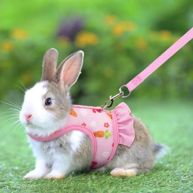 DHgate.com:Adjustable Breathable Mesh Rabbit Harness & Leash Set - Cute ...