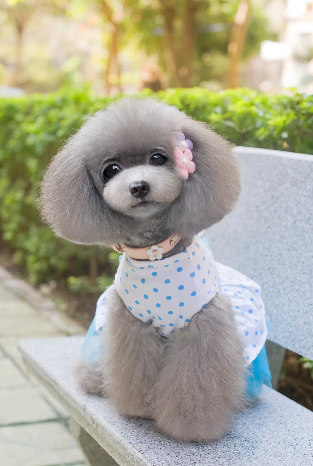 Dalrosia Dog Dresses For Small Medium Dogs Puppy Clothes Summer Princess Pet Girl Female Doggie Tutu Skirt Apparel Chihuahua Yorkies Pup Cat Outfit