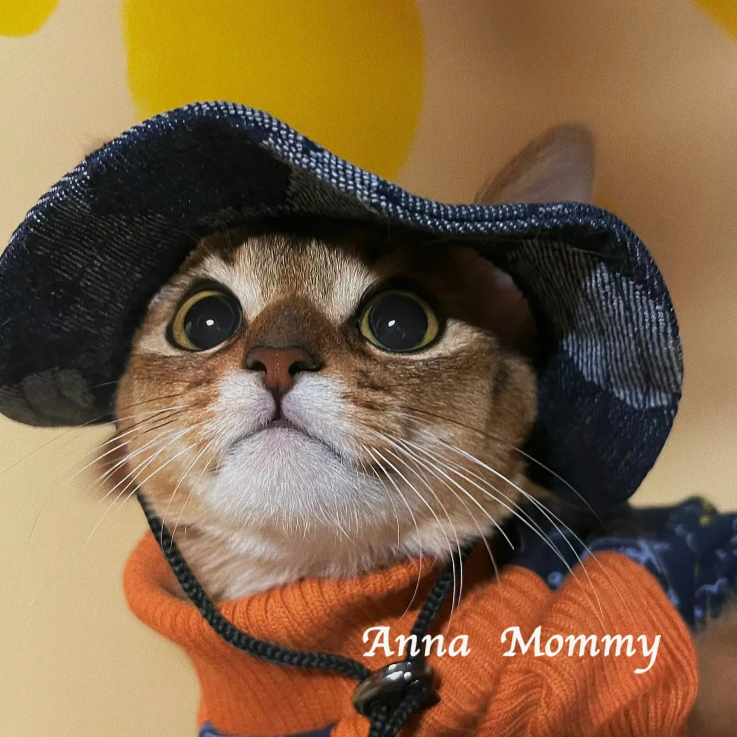 Cute Cat Hat Summer Pet Sun Cap with Ear Holes for Small Dogs