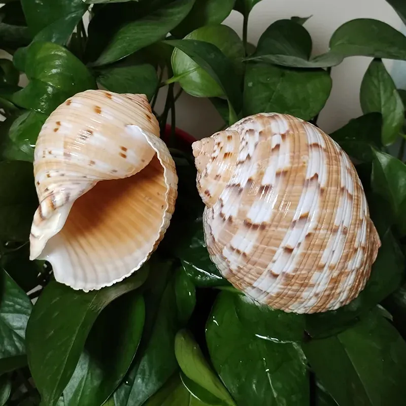 Partrige Tun Shell Shell Decorations For Wedding