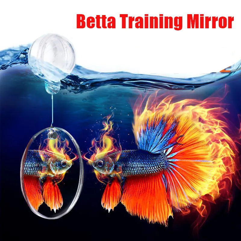 Amazon Magnetic Fish Bowl Toy Acrylic Betta Fish Training Mirror
