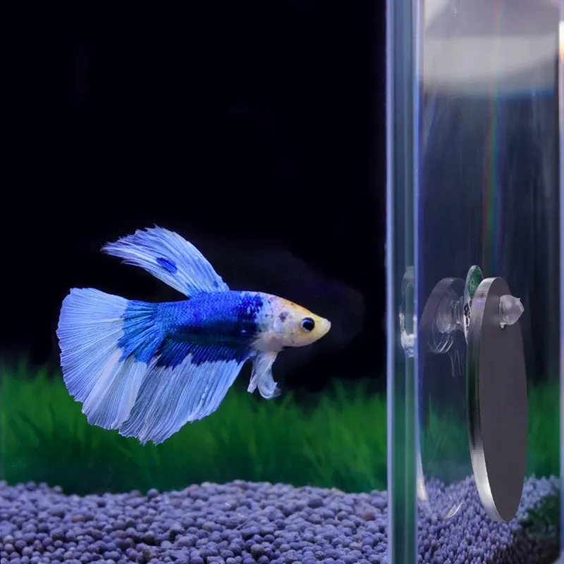 Cover Homemade Betta Fish Toys Your Betta Diy Toys For Betta Fish