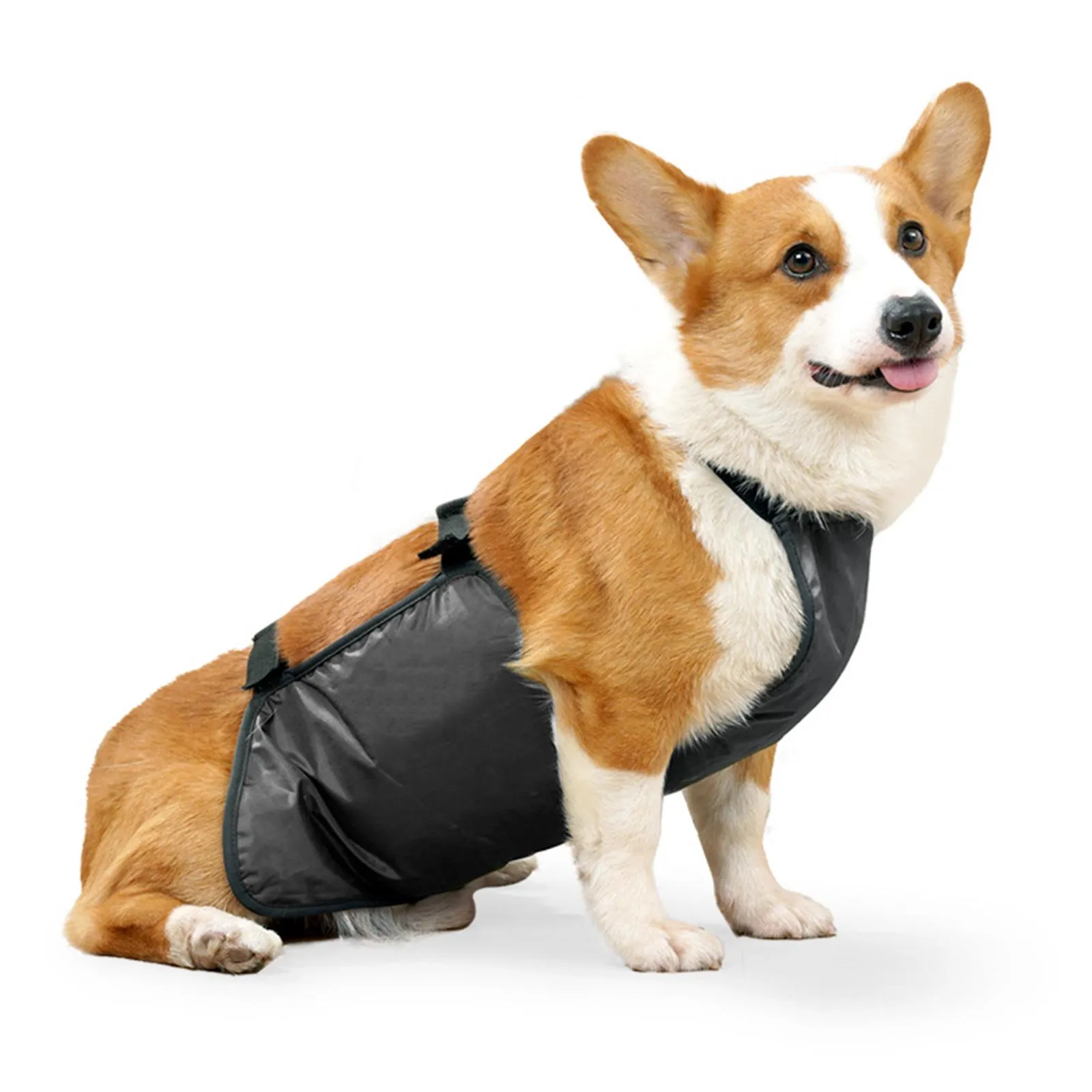 Dog Trainers Corgi Service Dog For Sale Buy Welsh Corgi