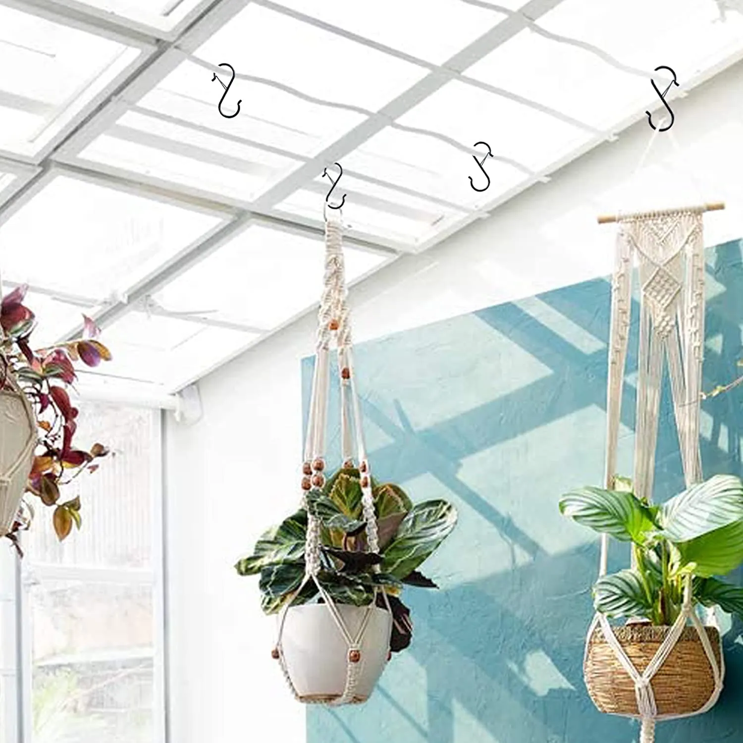 indoor aquatic plants Water Garden Plant Pack