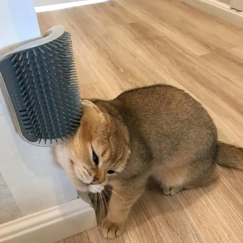 Self Grooming Cat Massage Brush Gentle Tickling Comb For Itchy Relief 2024 From Yishian05 0.86 DHgate.Com