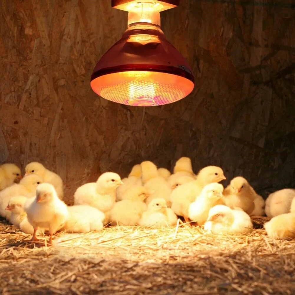 Infrared bulbs for chicks 2025